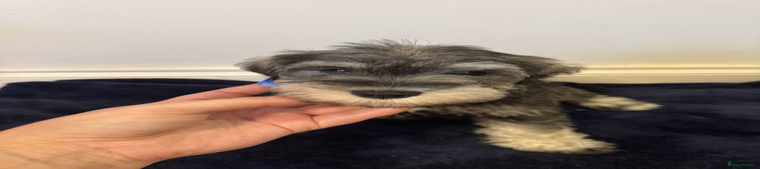 Miniature Schnauzer Puppy 3