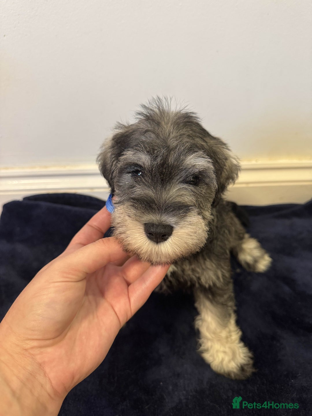 Miniature Schnauzer dogs for sale: Bundles of joy - Image 8