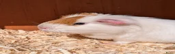 Guinea Pig rodents for sale: Male guinea pig - Advert 5