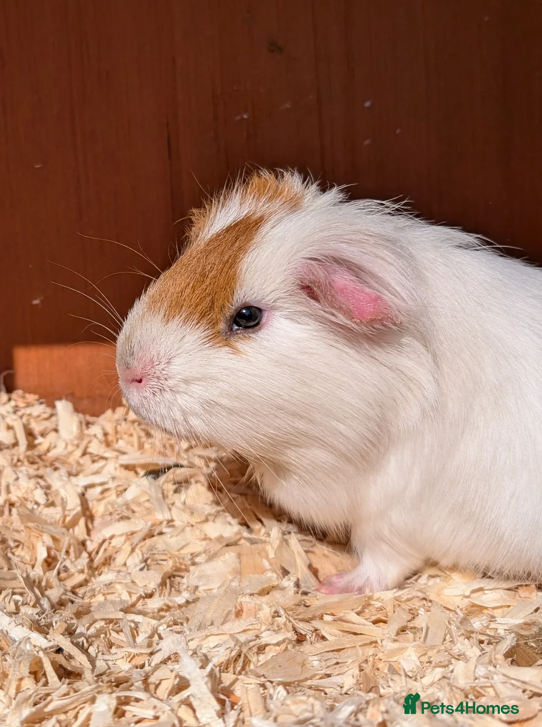 Guinea Pig rodents for sale: Male guinea pig - Advert 5
