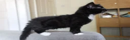 Turkish Angora cats for sale: Turkish Angora Mix Kittens - Advert 33