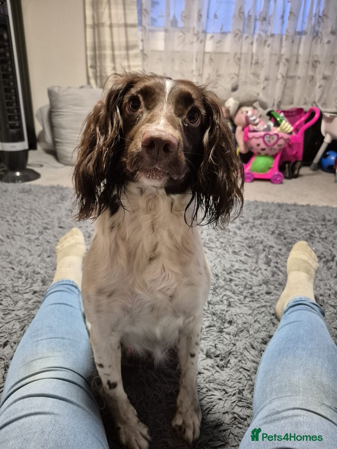 English Springer Spaniel dogs for sale: male springer  - Image 6