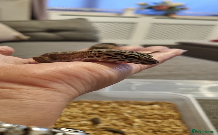Leopard Gecko reptiles - Advert 1