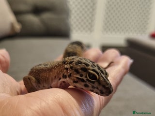 Leopard Gecko reptiles - Advert 15