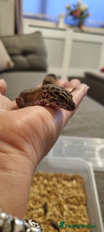 Leopard Gecko reptiles - Advert 1