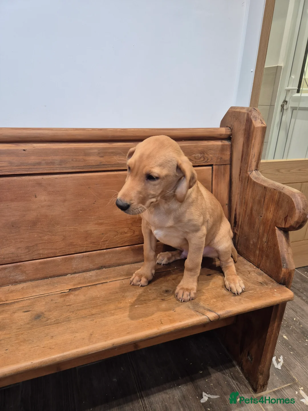 Labrador Retriever dogs for sale: KC Fox Red Male - Advert 3