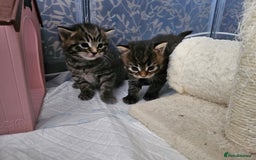 European cats for sale: 4 beautiful kittens looking for the New 🤎 home  - Image 7