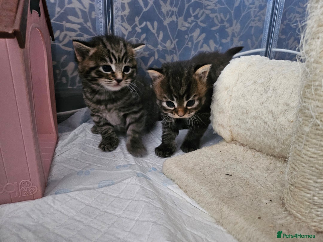 European cats for sale: 4 beautiful kittens looking for the New 🤎 home  - Image 7