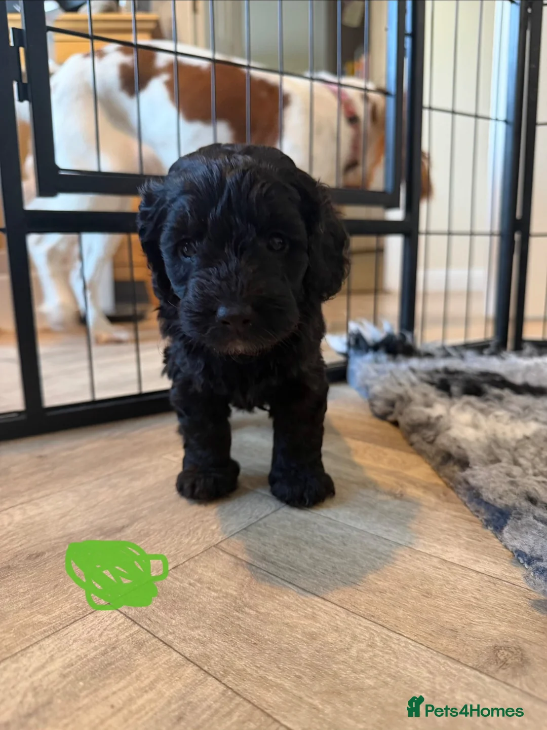 Cockapoo dogs for sale: Cockapoo puppies  in Elgin - Advert 2