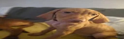 Hungarian Vizsla dogs for sale: Hungarian Vizsla puppies 1 girl and 1 boy - Advert 6