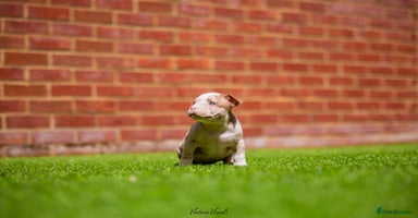 American Bully dogs - Advert 11