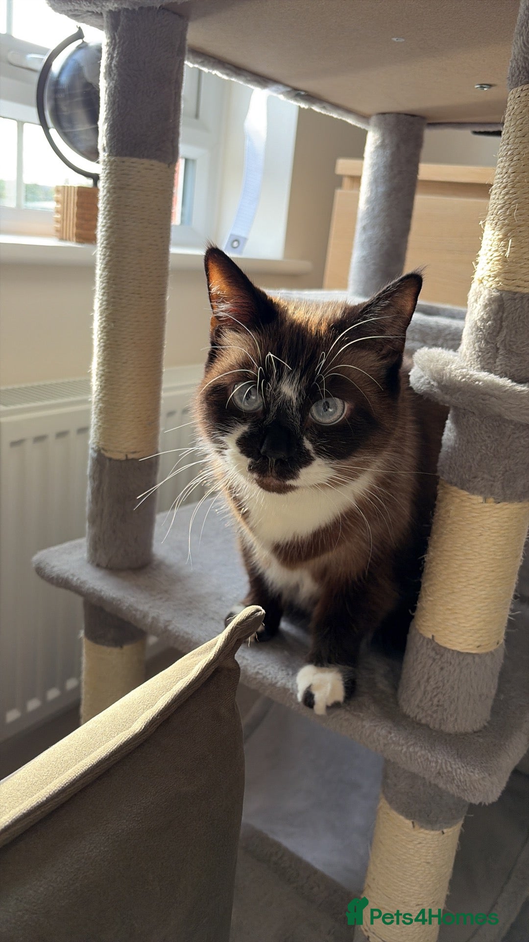 Ragdoll cats for sale: Ragdoll 7yr old  - Advert 1
