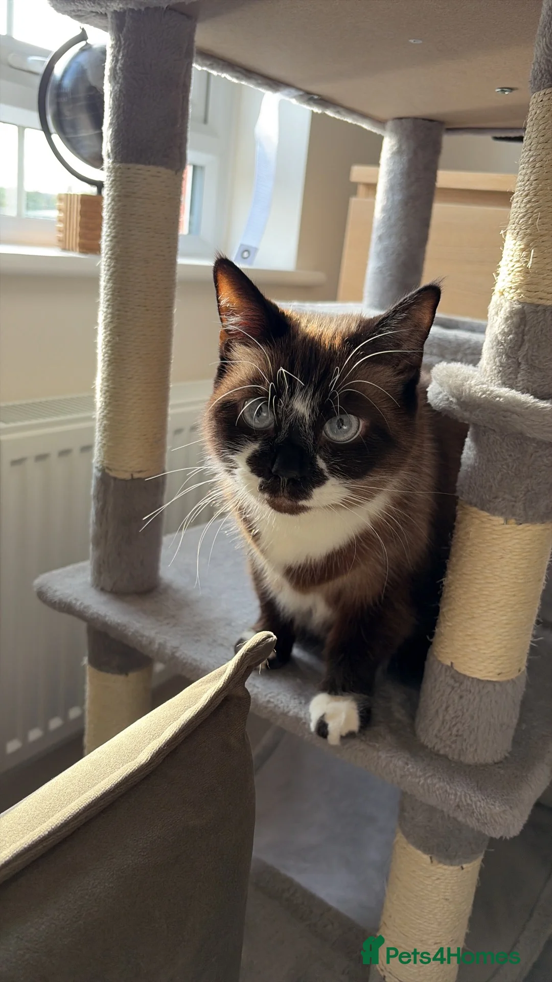 Ragdoll cats for sale: Ragdoll 7yr old  in Nottingham - Advert 1
