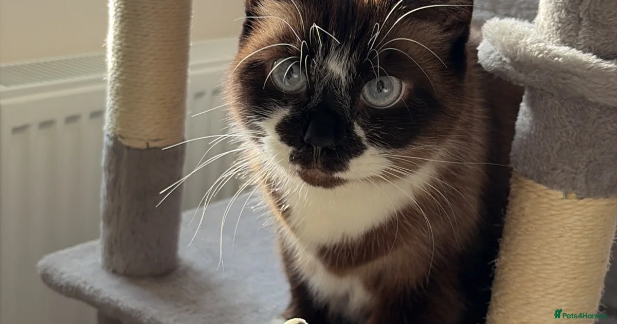 Nothhingham Ragdoll 7yr old for sale in Nottingham | Pets4Homes
