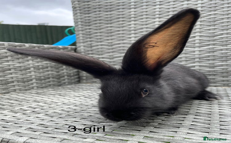 Continental Giant rabbits - Advert 1