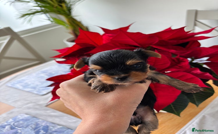 Yorkshire Terrier dogs - Advert 7