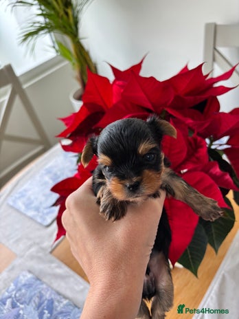 Yorkshire Terrier dogs - Advert 5