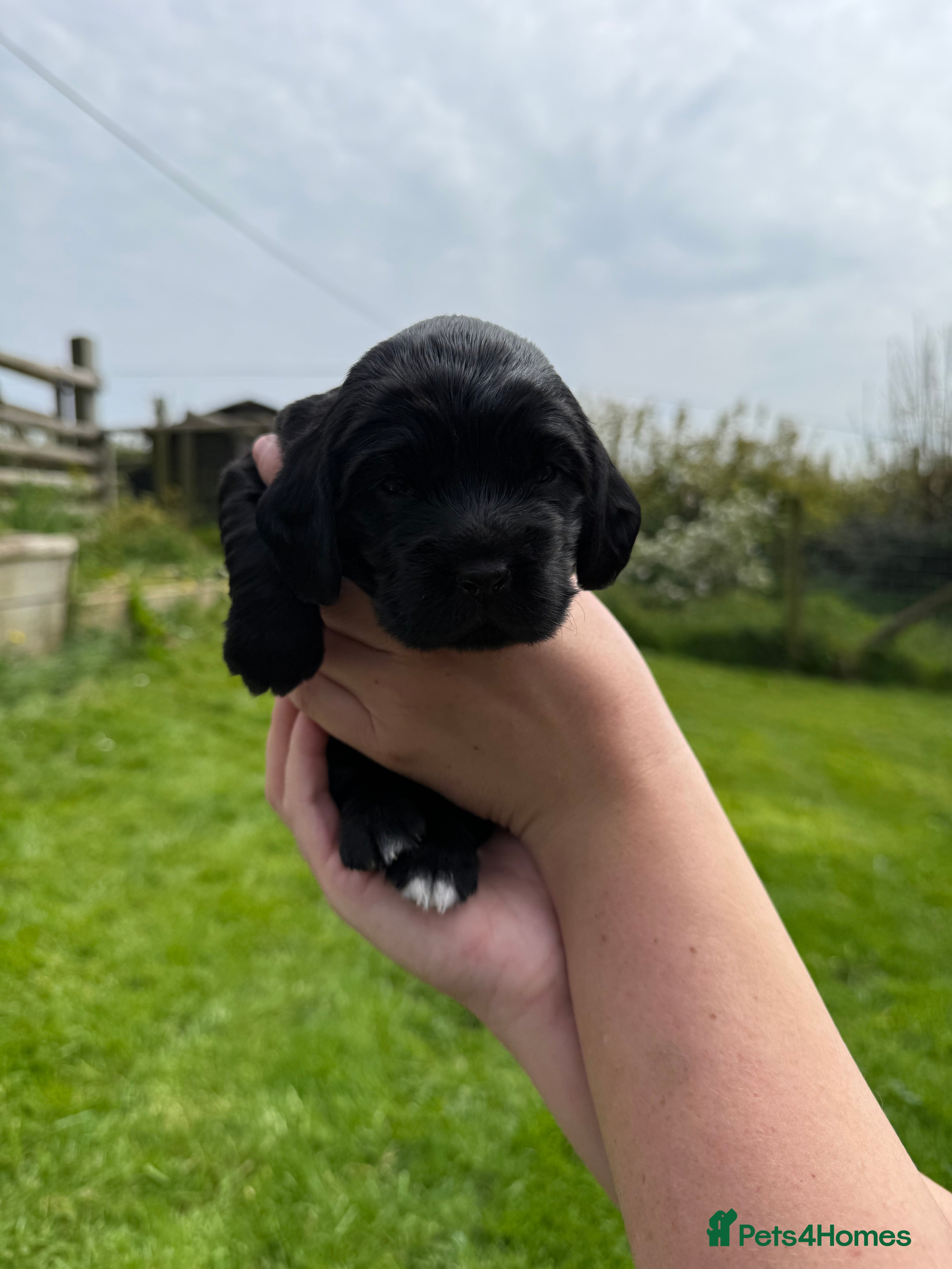 Cocker Spaniel dogs Cocker spaniel puppies - Advert 2