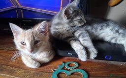 Mixed Breed cats for sale: Charming Cheeky Chunky  Bengal X Kittens. - Image 30