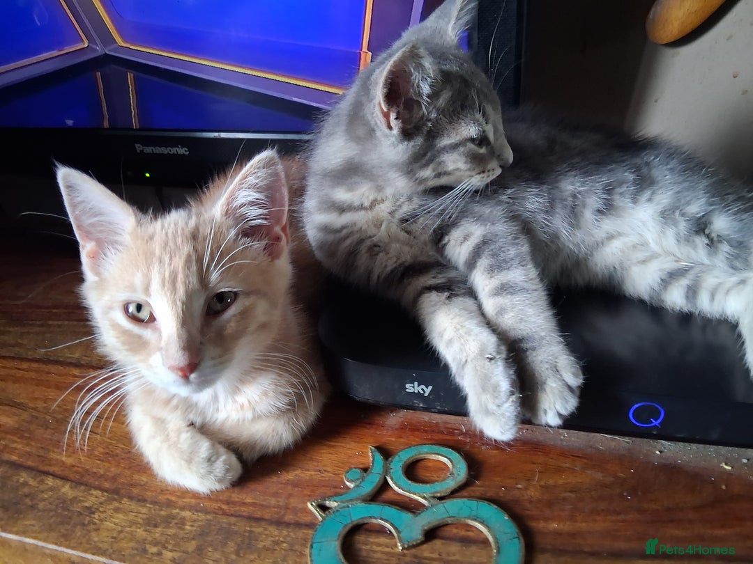 Mixed Breed cats for sale: Charming Cheeky Chunky  Bengal X Kittens. - Image 30