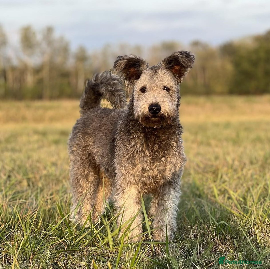 Hungarian Pumi dogs for sale: Rare Breed  - Advert 5