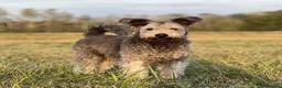 Hungarian Pumi dogs for sale: Rare Breed  - Advert 5