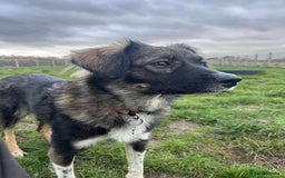 Mixed Breed dogs for adoption: MABEL - Image 11