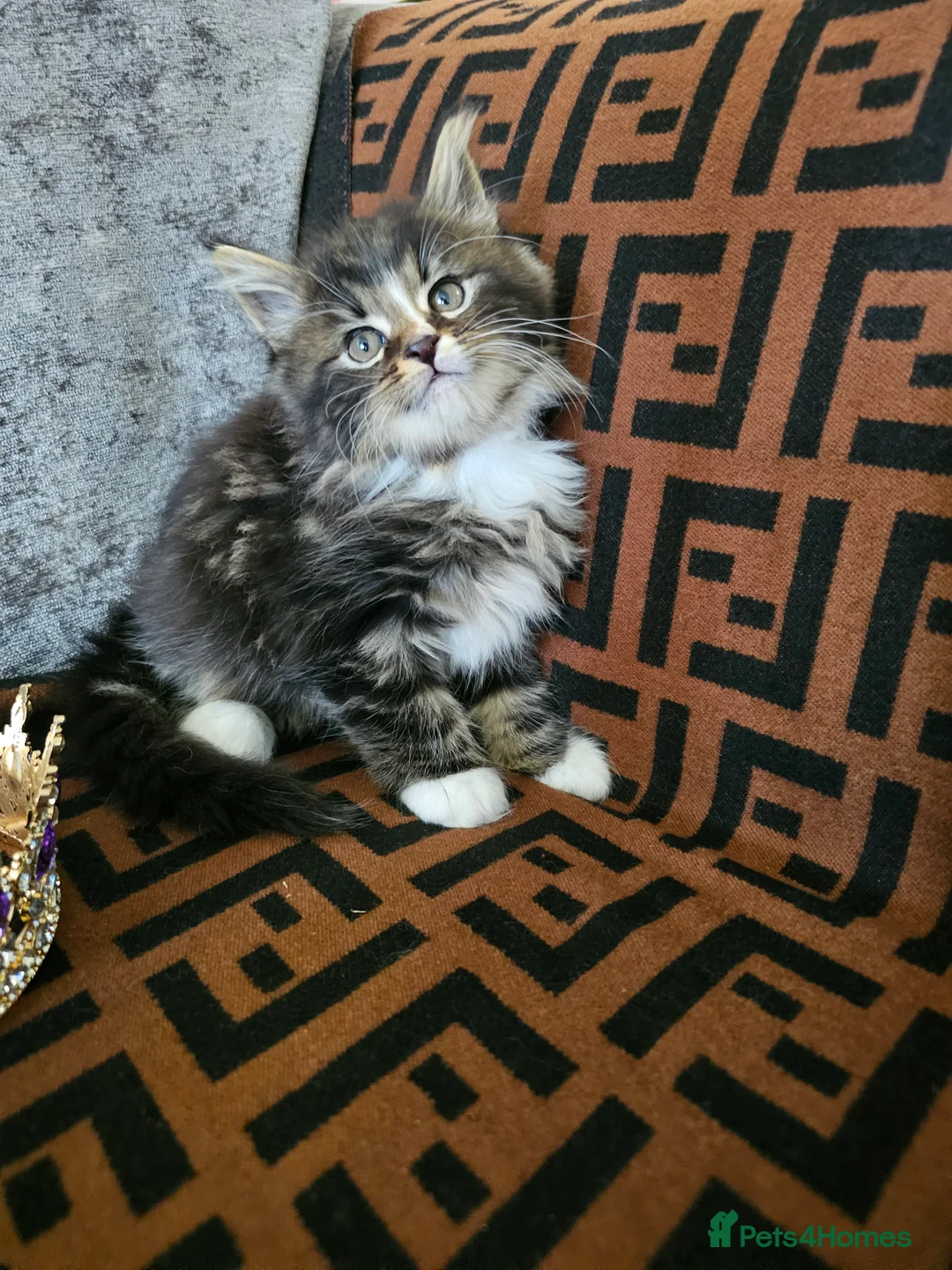 Maine Coon cats for sale:  Beautiful Siberian x Maine Coon Kittens Available - Advert 3