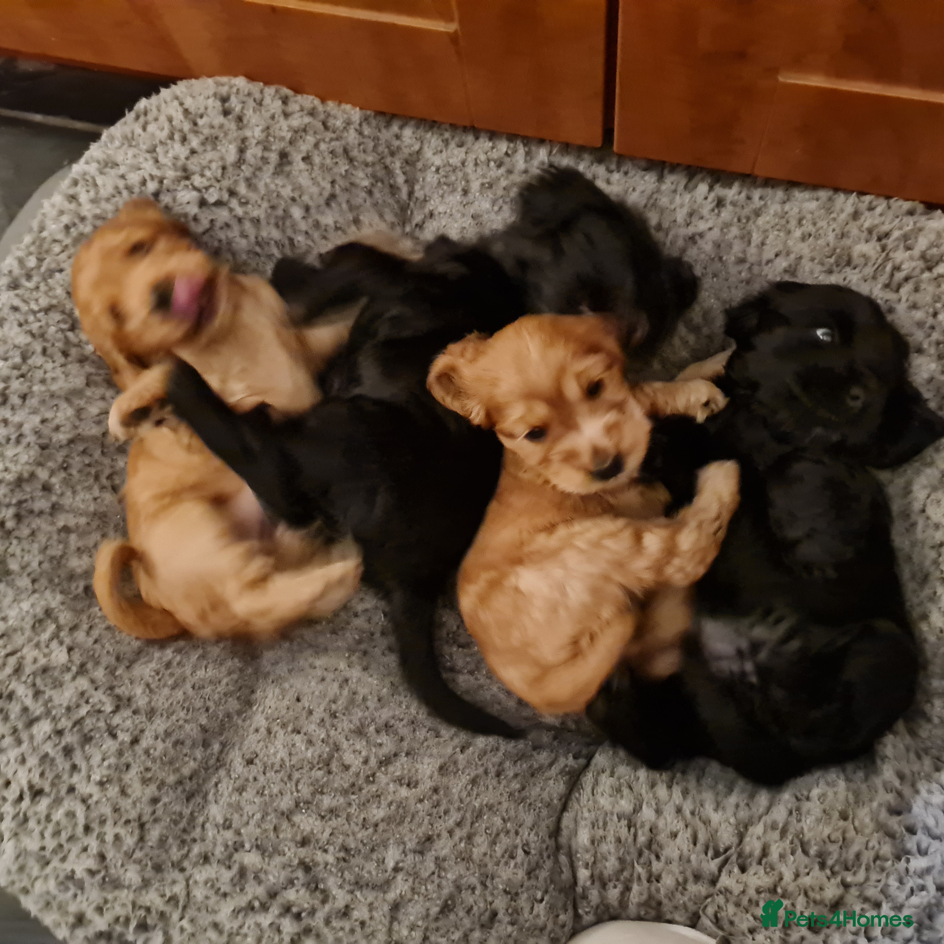 Cocker Spaniel dogs Health tested Show Cocker Spaniel puppies - Advert 9