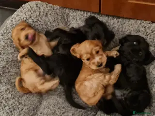 Cocker Spaniel dogs Health tested Show Cocker Spaniel puppies - Advert 9