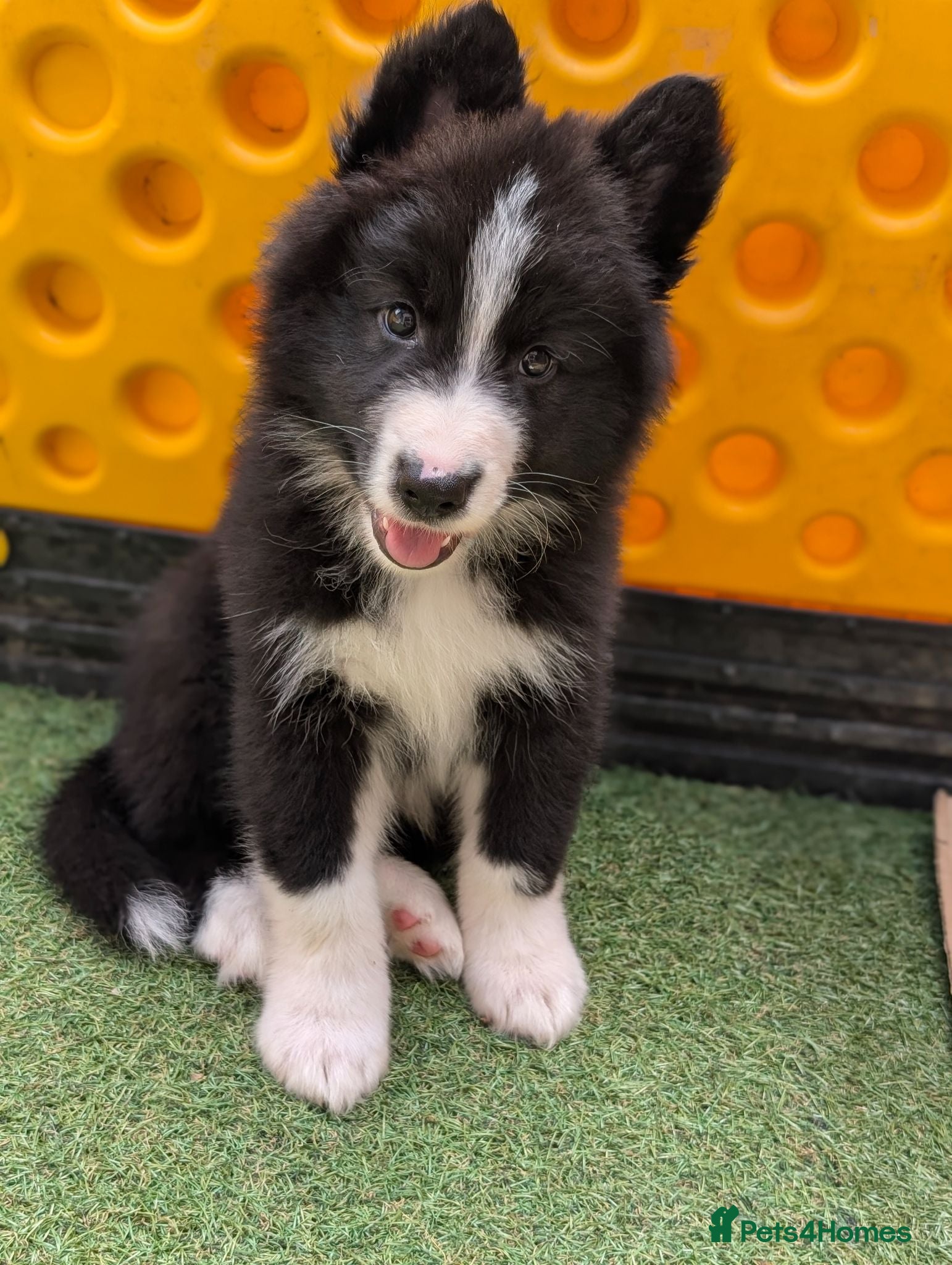 Mixed Breed dogs £850 last 2 available swiss shep/collie/husky pup  - Advert 4