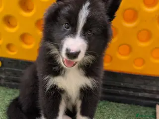 Mixed Breed dogs £850 last 2 available swiss shep/collie/husky pup - Advert 4