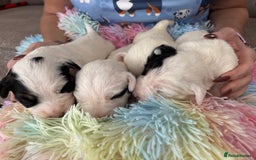 Sealyham Terrier dogs for sale: Stunning Sealyham Terriers  - Image 6