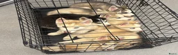 Siberian Husky dogs for sale: Ready Now! Siberian Husky boy left - Advert 6