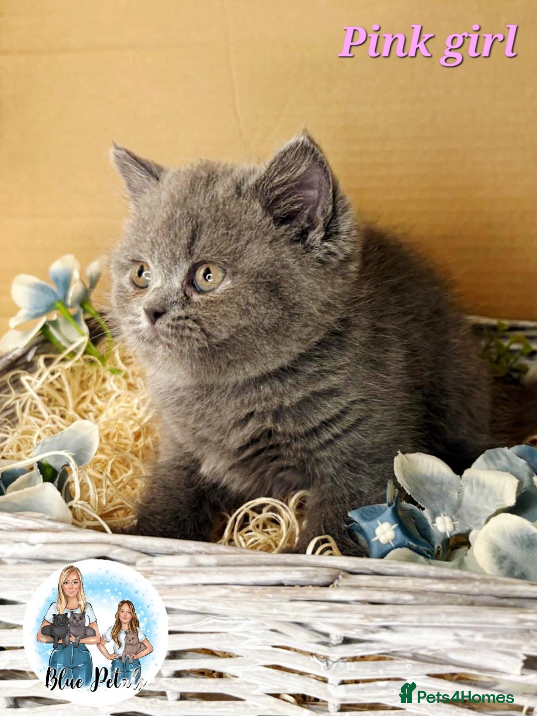 British Shorthair cats for sale: 4 beautiful British short hairs available  - Advert 32