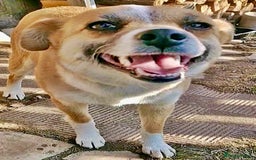 Chihuahua dogs for adoption: Alica’s Story: From Despair to Love - Image 2