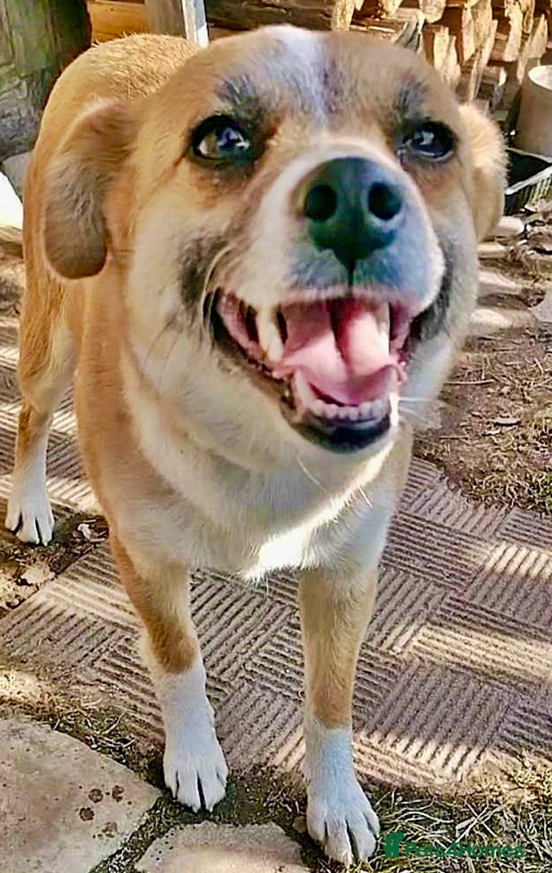 Chihuahua dogs for adoption: Alica’s Story: From Despair to Love - Image 2