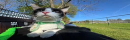 Mixed Breed cats for sale: Cat mix - Advert 5