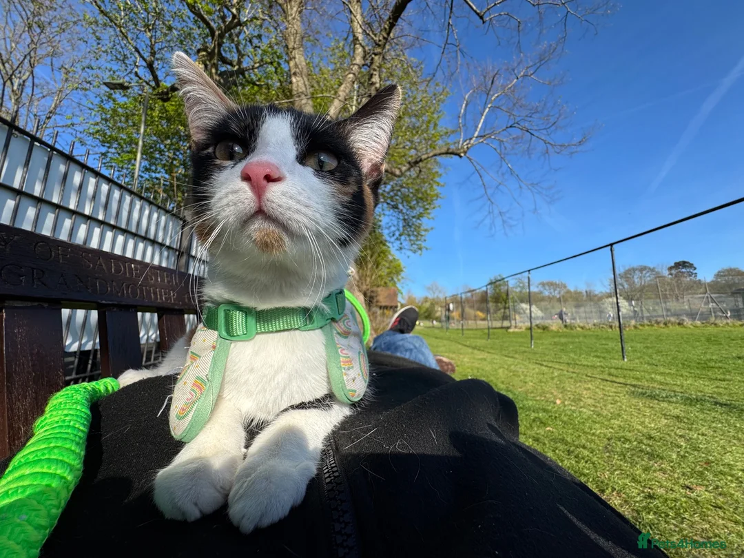 Mixed Breed cats for sale: Cat mix - Advert 5