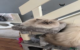 Persian cats for sale: 2 female Persian sisters  - Image 9