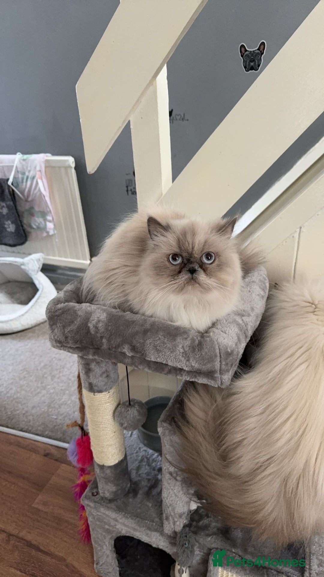 Persian cats for sale: 2 female Persian sisters  - Image 9