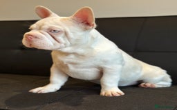 French Bulldog dogs for sale: Pink and white koi male with blue eyes  - Advert 11