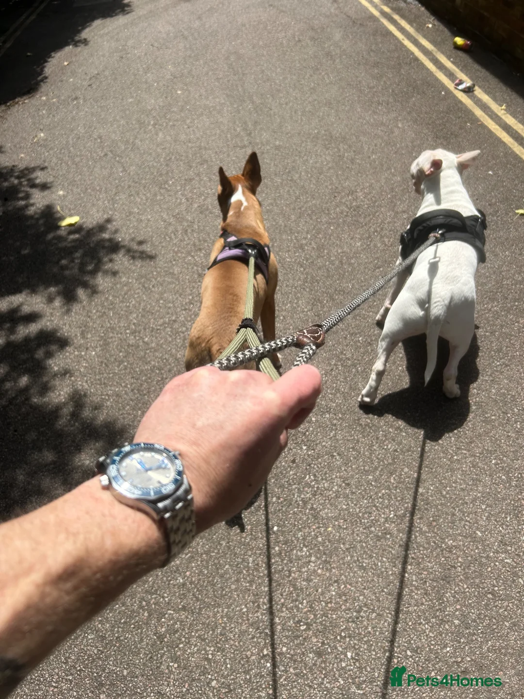Bull Terrier dogs for sale: BEAUTIFUL YOUNG MALE BULL TERRIER - Advert 2