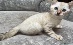 Bengal cats for sale: Snow and Brown boy TICA bengal kittens  - Image 37