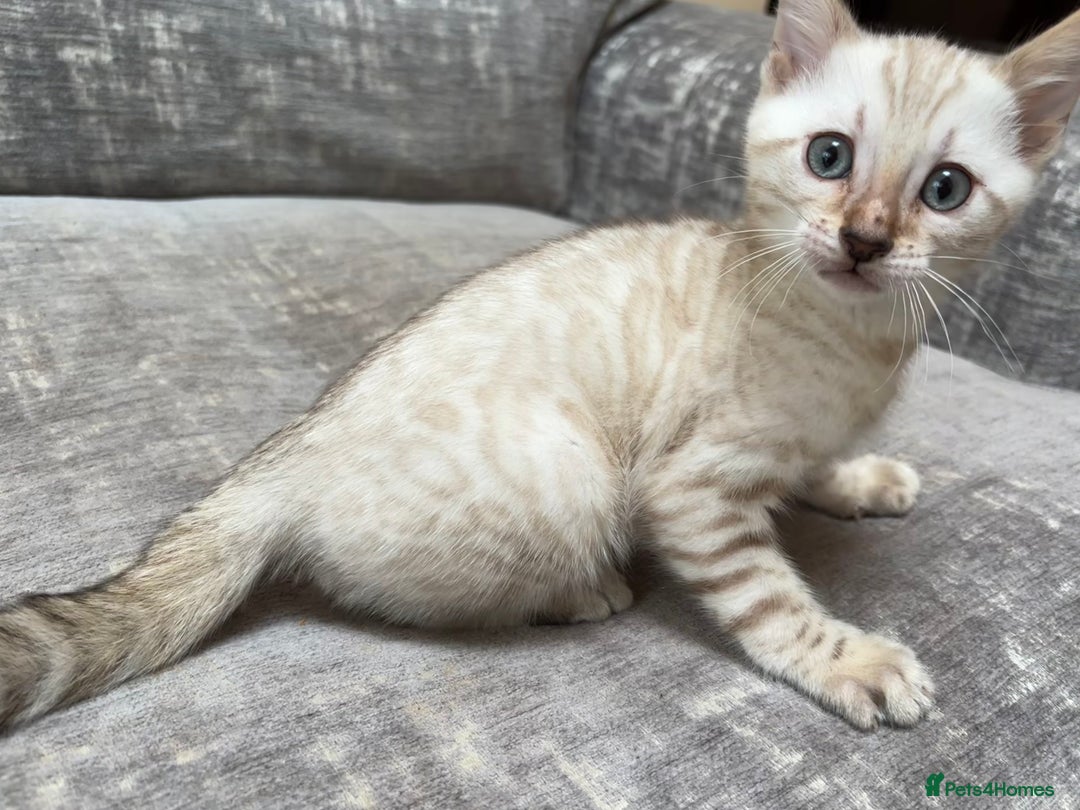 Bengal cats for sale: Snow and Brown boy TICA bengal kittens  - Image 37