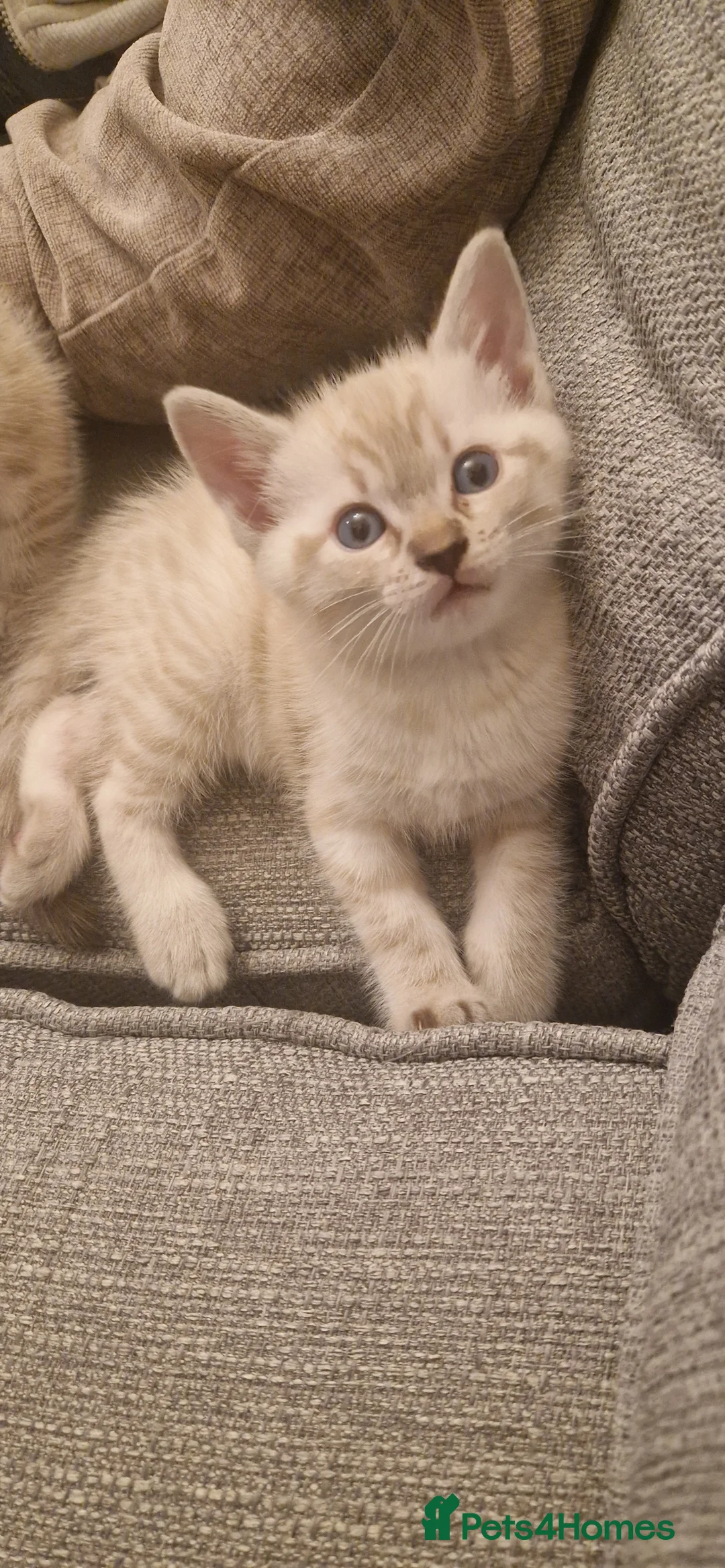 Mixed Breed cats for sale: Stunning and adorable mixed breed kittens - Advert 18