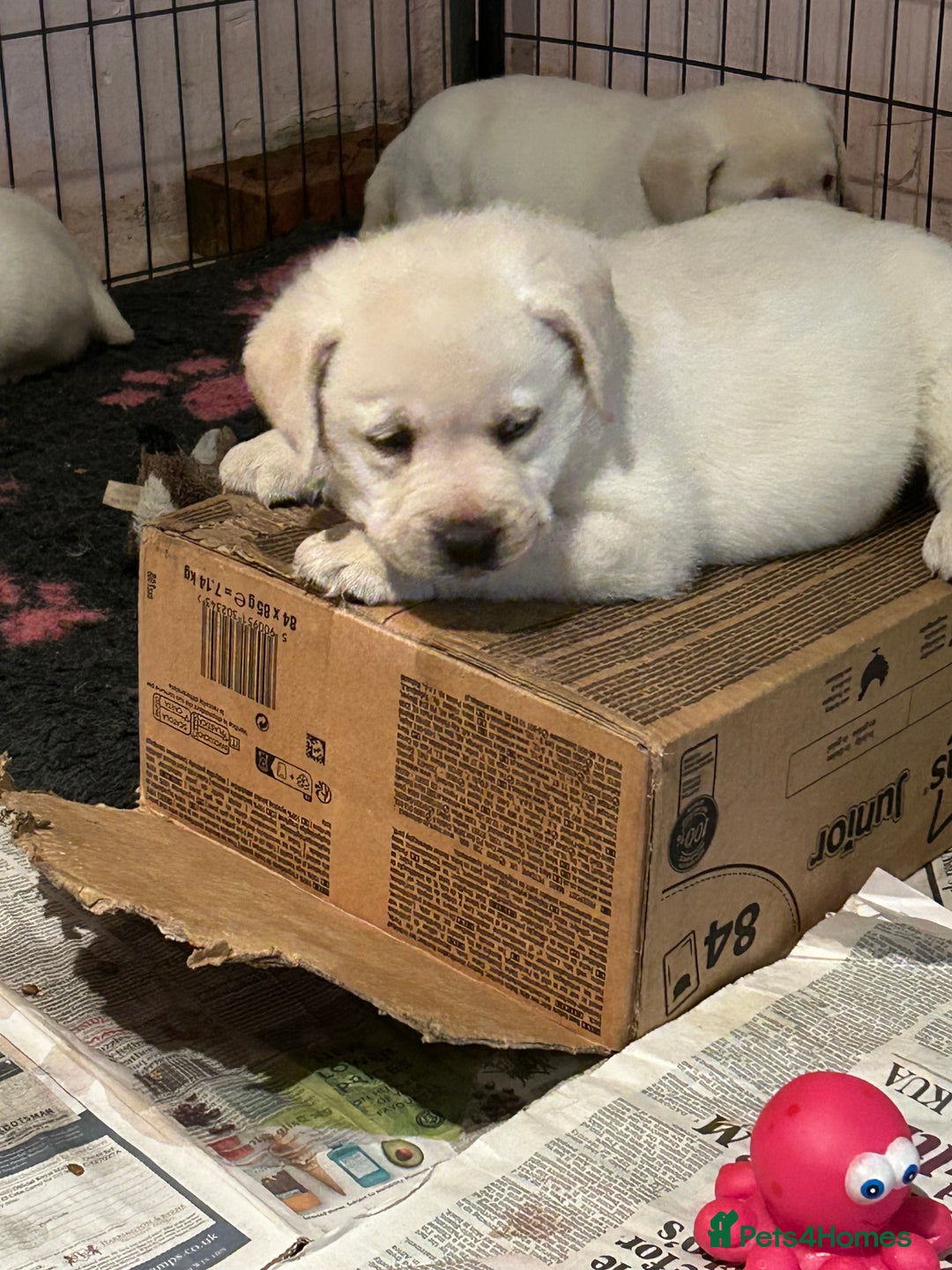 Labrador Retriever dogs for sale: Beautiful show labradors for sale  - Advert 3