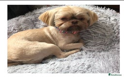 Shih Tzu dogs for sale: Stunning solid KC chocolate puppies  - Image 11