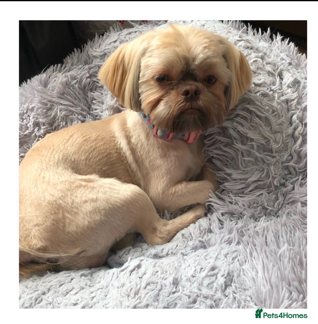 Shih Tzu dogs for sale: Stunning solid KC chocolate puppies  - Image 11