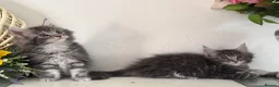 Maine Coon cats for sale: Beautiful TICA registered Maine coon kittens  - Advert 5